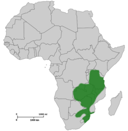 Map of Africa showing highlighted range covering much of eastern Africa from Tanzania to South Africa.