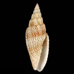 Seashell Mitra terryni.jpg