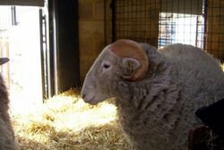 Sheep at Freightliner Farm.jpg