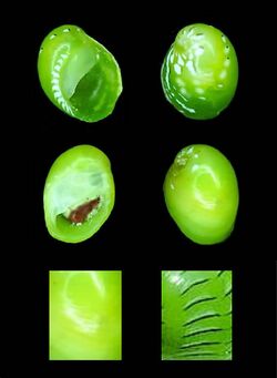 Smaragdia viridis.jpg