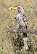 A Southern Yellow-billed Hornbill on a tree branch near the ground