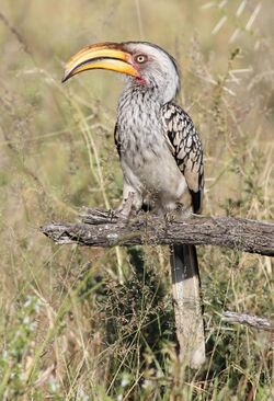 Southern Yellow-billed Hornbill, Tockus leucomelas at Mapungubwe National Park, Limpopo, South Africa (18305273221).jpg