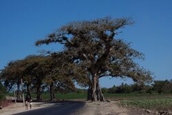 Sterculia apetala 001 Anacagüita.jpg