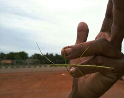 Stick insect s.jpg