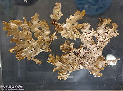 Sticta nylanderiana - National Museum of Nature and Science, Tokyo - DSC07589.JPG