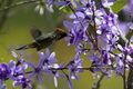 Strange little rooikoppie hummingbird on Petrea volubilis (9606862219).jpg