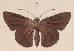 T7-06-Mimene miltias (Kirsch, 1877).JPG