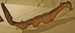 Tethysaurus nopcsai 45.JPG