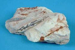 The Childrens Museum of Indianapolis - Opalized belemnites.jpg