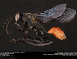Thread-waisted wasp (Sphecidae, Sphex lucae (Saussure)) (35961476000).jpg