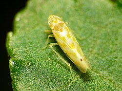 Tiny Leafhopper - Flickr - treegrow.jpg