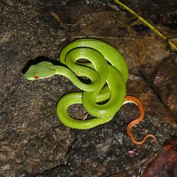 Trimeresurus rubeus juvenile CTNP RPB.jpg