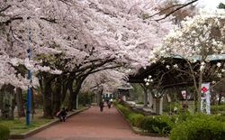 Tsutsujigaoka Park in the cherry blossom season.jpg