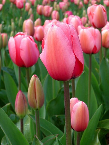 File:Tulipa suaveolens floriade to Canberra.jpg