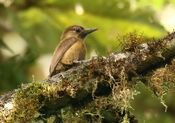 Veniliornis fumigatus -NW Ecuador-6.jpg