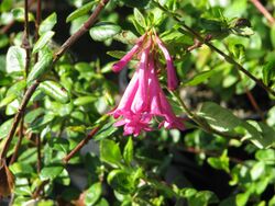 Vesalea floribunda (7850722958).jpg