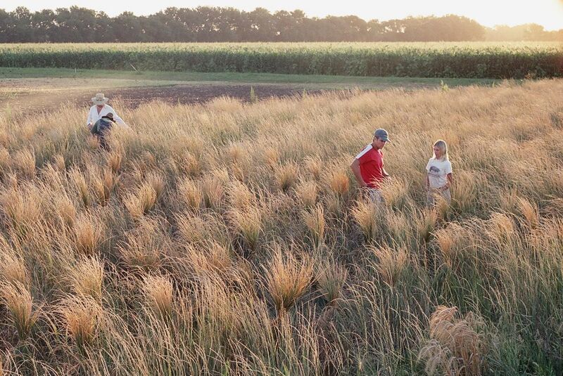 File:Wheatgrass harvest.jpg
