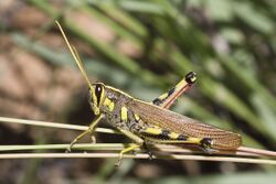 White-lined Bird Grasshopper, Schistocerca albolineata.jpg