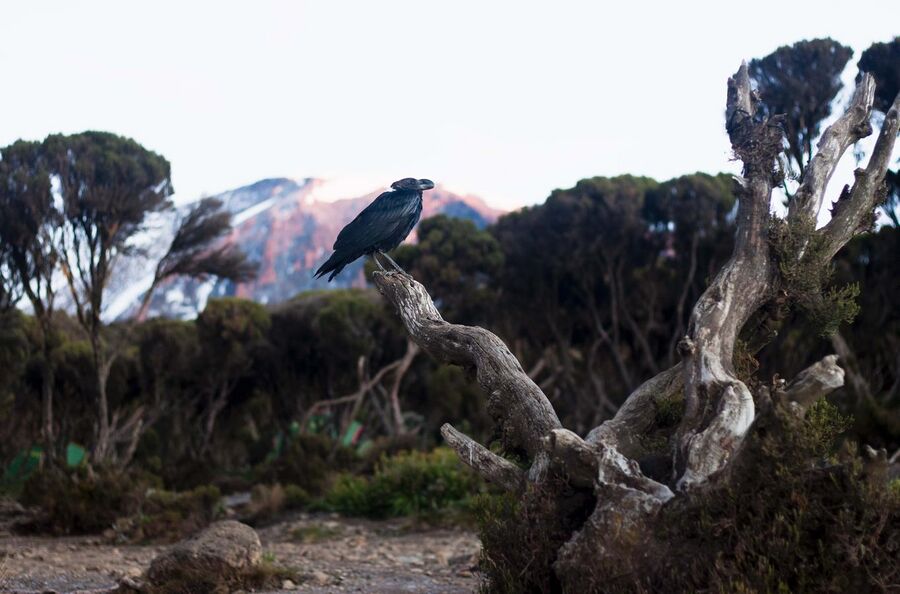 White-necked raven (focused) with the Kilimanjaro peak in the background