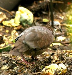 White-throatedQuail-Dove.jpg