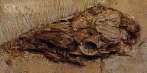 Xiphodon gracile cranio e calco endocranico montmartre.JPG