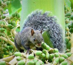 Yucatan gray squirrel.jpg