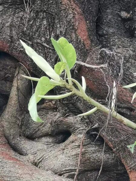 File:雀榕 Ficus superba var. japonica 20210717091156 01.jpg