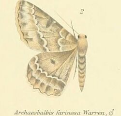 02-Archaeobalbis farinosa.JPG