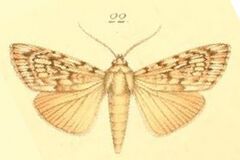 22-Tachosa acronyctoides Walker, 1869 (Anabathra una).JPG