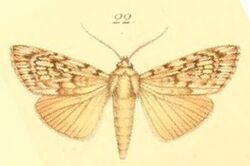 22-Tachosa acronyctoides Walker, 1869 (Anabathra una).JPG