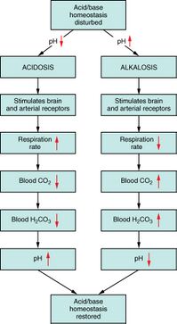 2714 Respiratory Regulation of Blood.jpg
