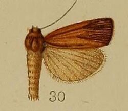 30-Crambus endopolia=Calamotropha endopolia (Hampson, 1912).JPG