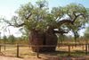 A213, Derby, Western Australia, Prison Boab tree, 2007.JPG