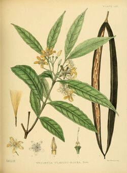 A hand-book to the flora of Ceylon (Plate LXI) (6430653385).jpg