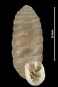 Abida cylindrica (MNHN-IM-2010-13021).jpeg