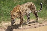 Spotted leopard walking in front of grass