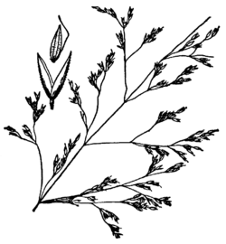 Agrostis hooveri drawing.png