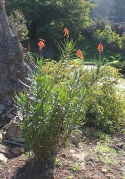Aloe gracilis plant - South Africa 3.jpg