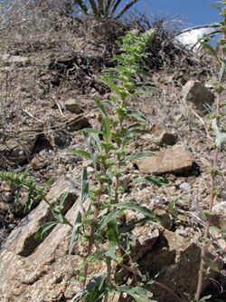 Amaranthus torreyi.jpg