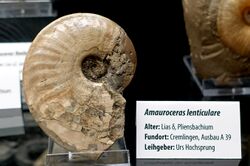 Amauroceras lenticulare - Naturhistorisches Museum, Braunschweig, Germany - DSC05118.JPG