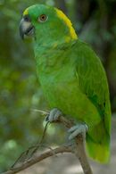 A green parrot with a yellow nape and forehead