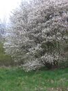 Amelanchier lamarckii struik.jpg