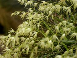Anathallis linearifolia.jpg