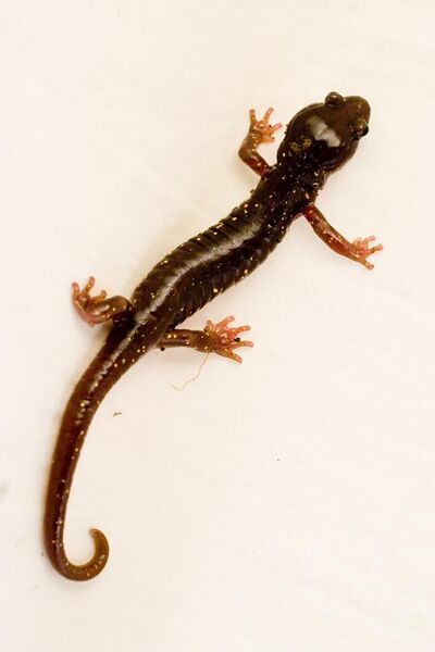 File:Aneides lugubris - Arboreal Salamander 01.jpg