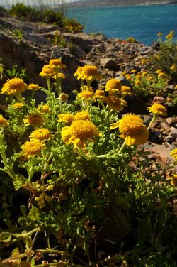 Anthemis chrysantha0411.jpg