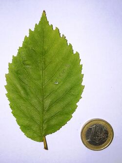 Arno leaf.JPG