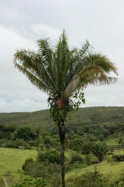 Attalea brasiliensis.jpg