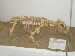 Australobarbarus fossil.JPG