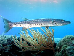 Photo of barracuda with coral swimming above coral
