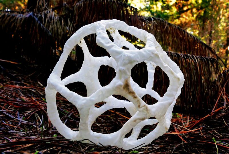 File:Basket fungi.jpg